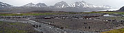 Picture 'Ant1_1_0754 King Penguin, South Georgia, Fortuna Bay, Antarctica and sub-Antarctic islands'